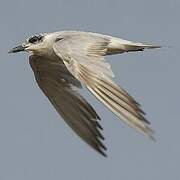 Gull-billed Tern