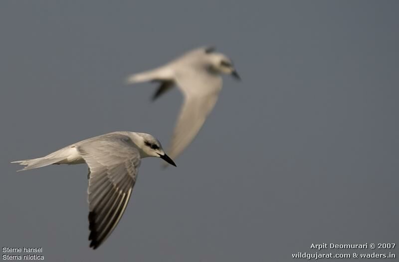 Gull-billed Tern