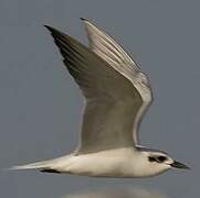 Gull-billed Tern