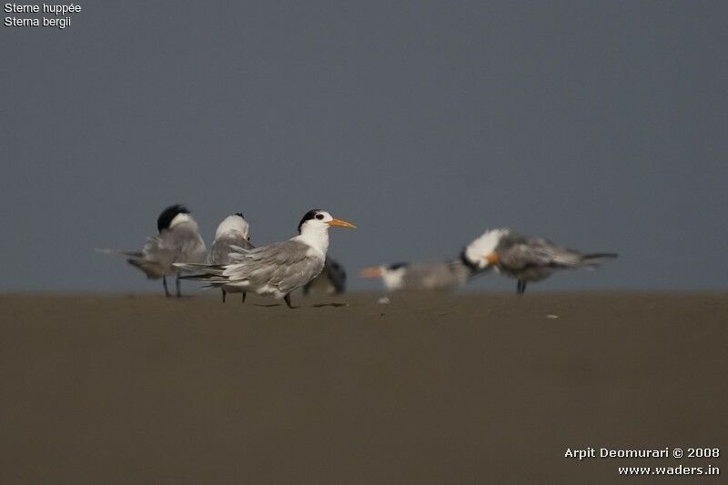 Greater Crested Tern