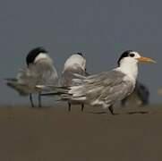 Greater Crested Tern