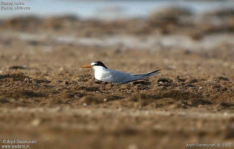 Little Tern female adult breeding