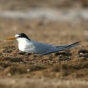 Little Tern