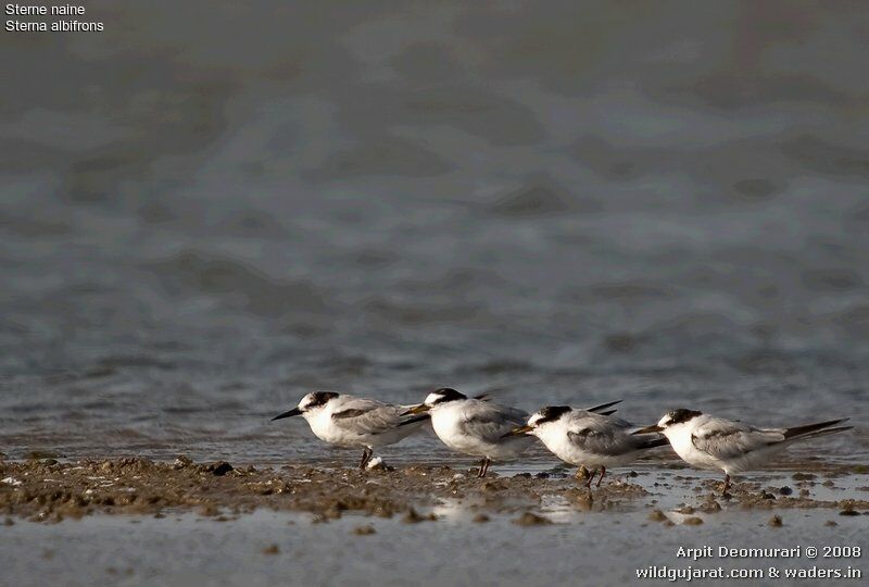 Little Tern