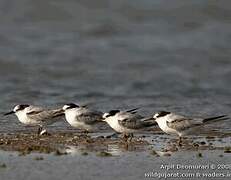 Little Tern