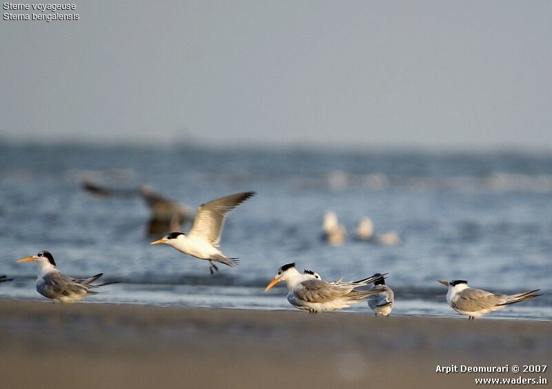 Lesser Crested Tern