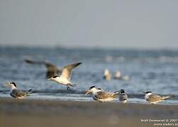 Lesser Crested Tern