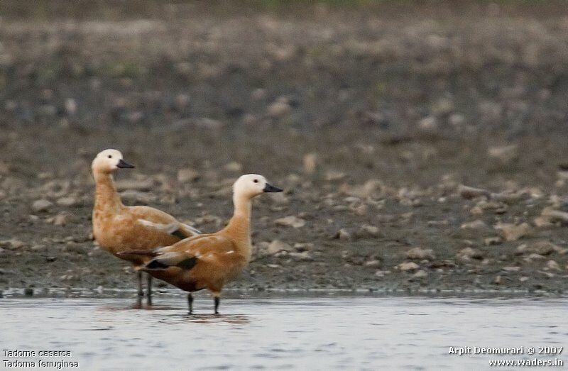 Ruddy Shelduck