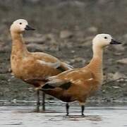 Ruddy Shelduck