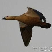 Ruddy Shelduck