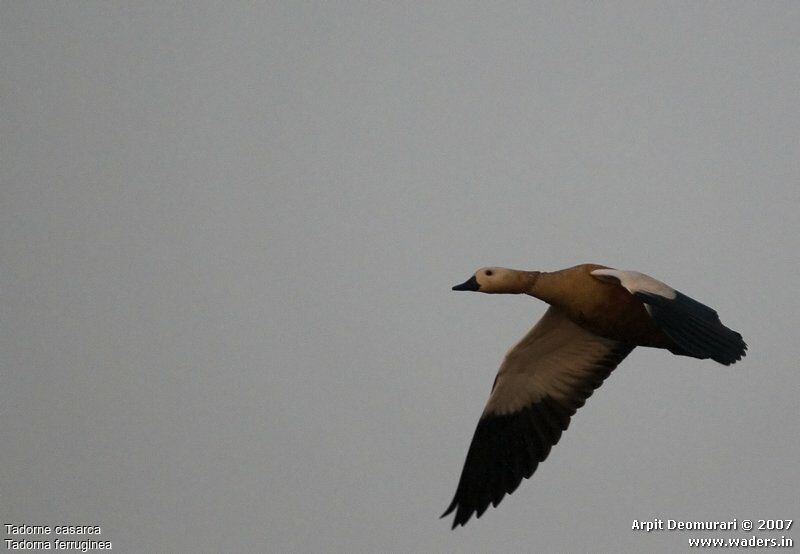 Ruddy Shelduck