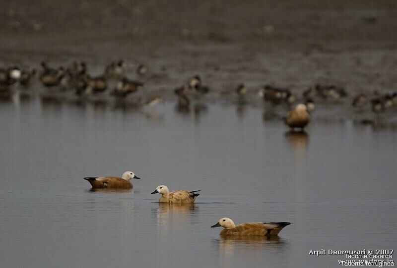 Ruddy Shelduck adult post breeding