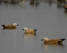 Ruddy Shelduck