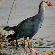 Grey-headed Swamphen