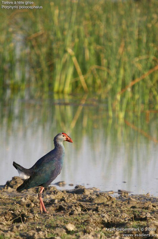 Grey-headed Swamphen