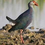 Grey-headed Swamphen