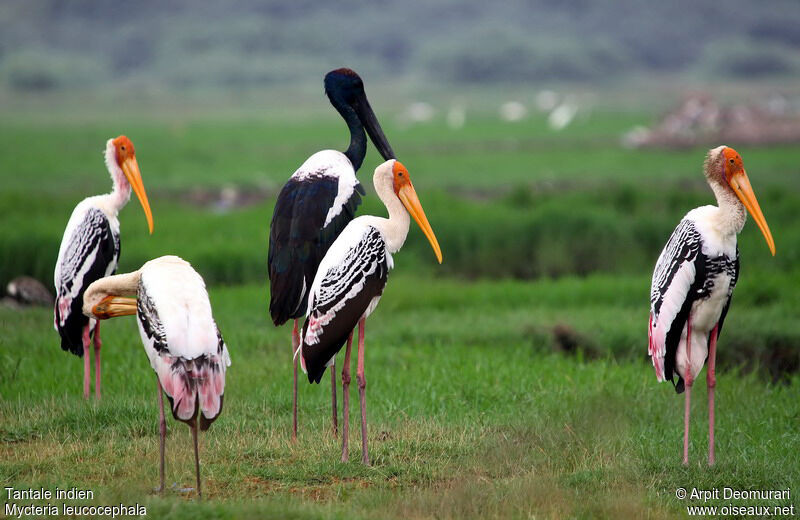 Painted Stork