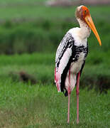 Painted Stork