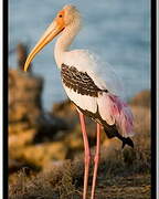 Painted Stork