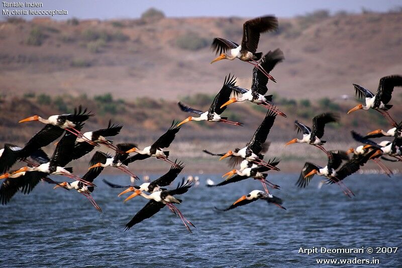 Painted Stork