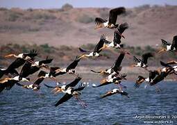 Painted Stork