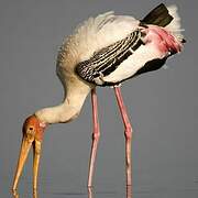 Painted Stork