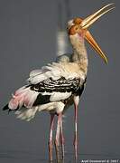 Painted Stork