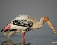 Painted Stork