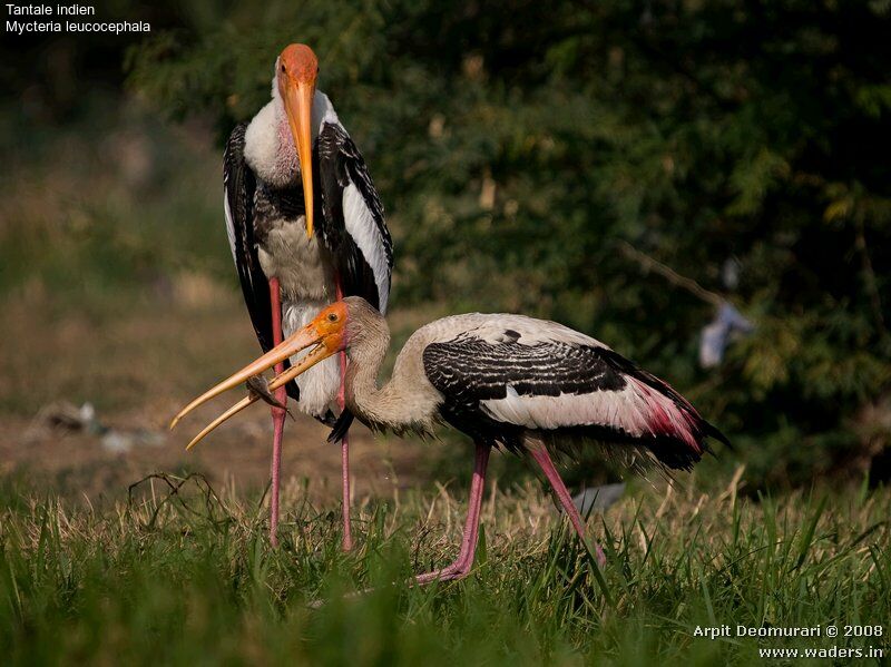 Painted Stork