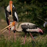 Painted Stork