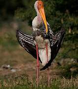 Painted Stork