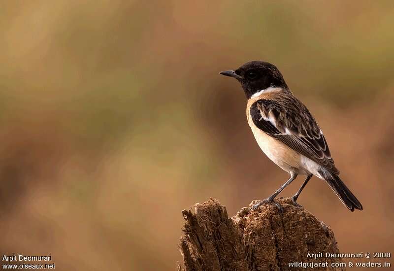 Siberian Stonechat