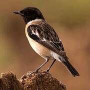 Siberian Stonechat