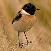 Siberian Stonechat