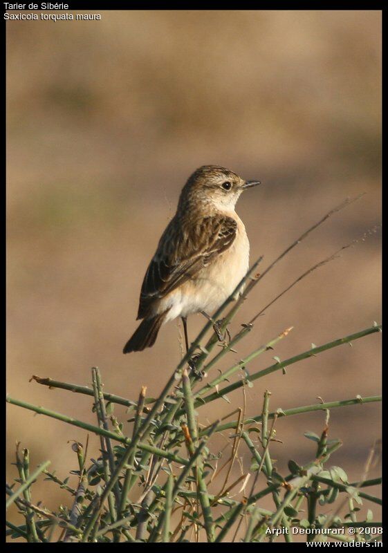 Siberian Stonechat