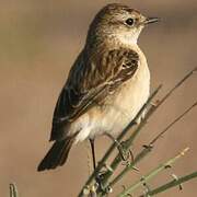 Siberian Stonechat