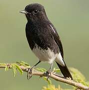 Pied Bush Chat