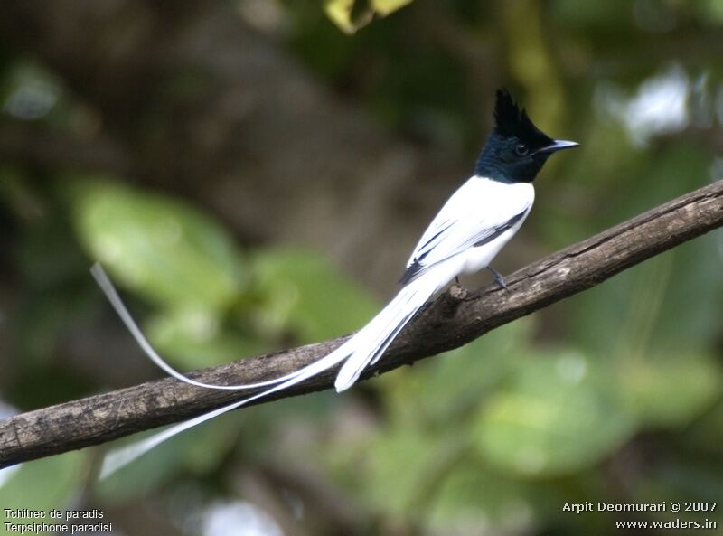 Indian Paradise Flycatcher