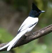 Indian Paradise Flycatcher