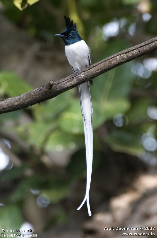 Indian Paradise Flycatcher