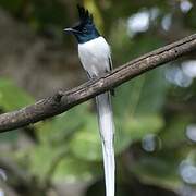 Indian Paradise Flycatcher