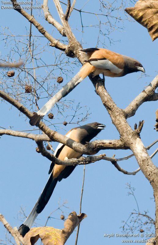 Rufous Treepie