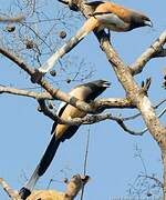 Rufous Treepie