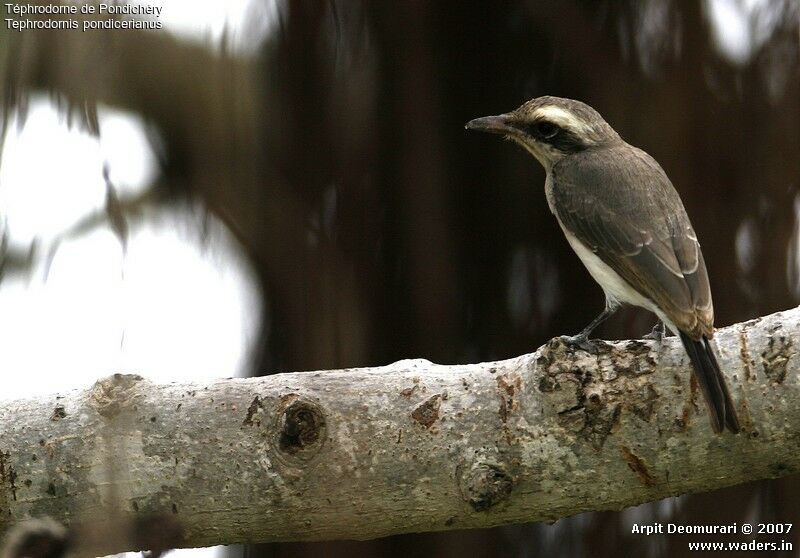 Common Woodshrike