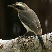 Common Woodshrike