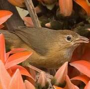 Tawny-bellied Babbler