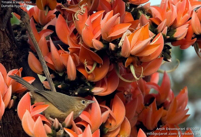 Tawny-bellied Babbler