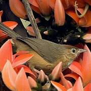 Tawny-bellied Babbler