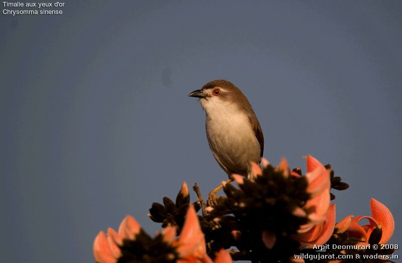 Yellow-eyed Babbler