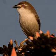 Yellow-eyed Babbler